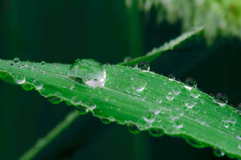 雨の日　様子　観察